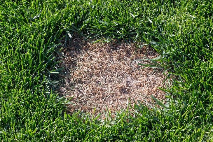 how to get rid of rust on my lawn
