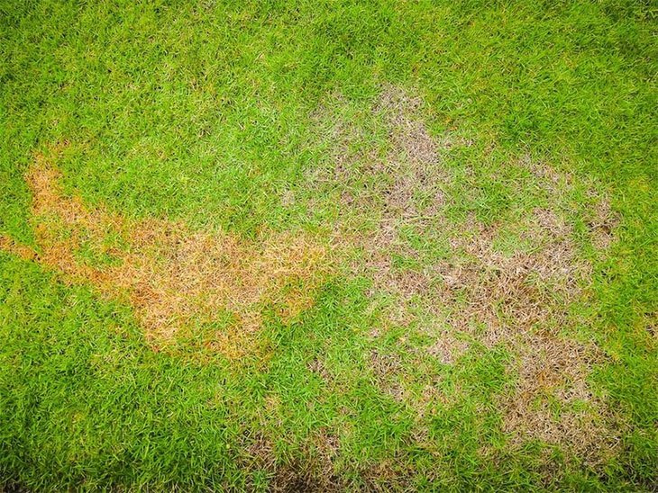 how do i get rid of rust in my lawn uk